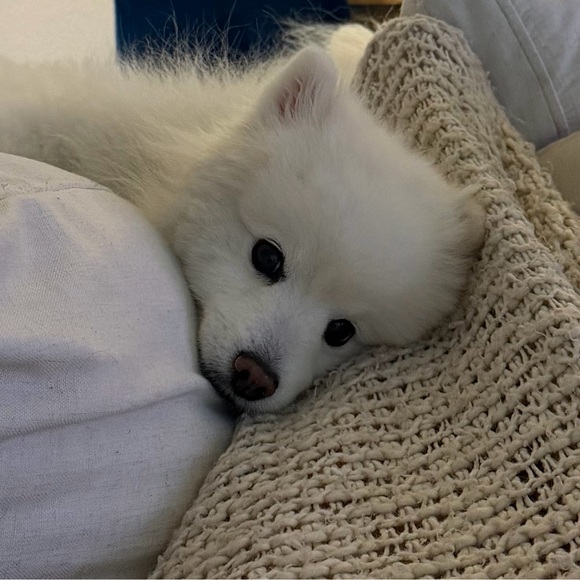 phoebebufet